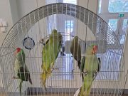 Madárbörze a Művelődési és Ifjùsági Házban :)…