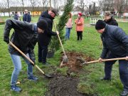 Tizenöt új fával bővült a Millennium Park…