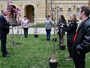 Virágozz Szentes! – Átadták a magnóliafákat a nyerteseknek…