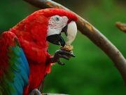 Díszmadár Börze…