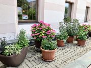 Gyönyörűek a virágaink…