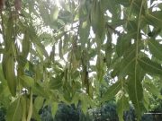 2024. június 27. csütörtök…