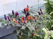 A fűszernövényeink teljes pompájukban…