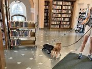 Jöttek hüsölni…