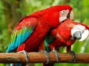 Július 14-én (vasárnap) 7-10 óráig Díszmadár börzével várjuk az érdeklődőket a M…