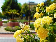 Tisztelt Környezetszépítő Lakosság!…