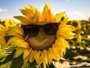 Tisztelt Vendégeink, Kedves Érdeklődők!…