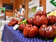 A Magyar Paprika Napja…