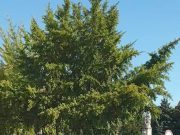 III. Szentesi Veterán Jármű Találkozó (felvonulási videó)…