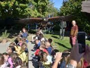 Solymászbemutató a Damjanich utcai Óvodában…