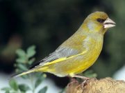 2024. október 27-én (vasárnap) 7-10 óráig Díszmadár börze lesz az Ifjúsági Házba…