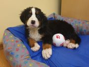 EBÖSSZEÍRÁS SZENTESEN…