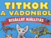 Kedves szentesi gyerekek és felnőttek!
JÖN! JÖN! JÖN!
A kopasz cica bemutató…