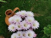 A „Virágszínvonalasabb Szentesért” városszépítő verseny nevezett kertjei (videó)…