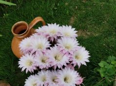 A „Virágszínvonalasabb Szentesért” városszépítő verseny nevezett kertjei (videó)…