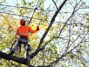 Kezdődik a vezetékek alatt lévő fák nyesése…