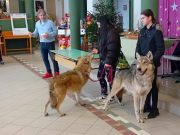 Nem féltek a farkastól a Barthában…