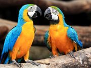 A Szentesi Művelődési Központ díszmadár tenyésztő szakköre Díszmadár börzét rend…