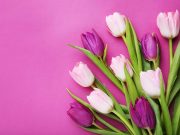 Kedves Hölgyeink!…