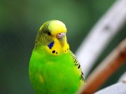 Díszmadár Börze Szentesen!…