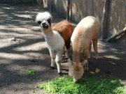 Szentesi Természet- és Vadvédelmi Mentőközpont Alapítvány közleménye…