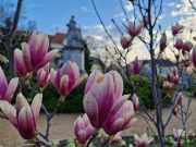 Tavaszi ébredés az Erzsébet téren – A magnóliák első szirmai…