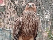 Újra száll az égi vadász…