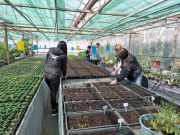 10. Zöld böjt projekt…