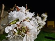 Április havazás Szentesen…