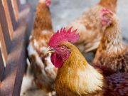 Baromfifélék összeírását rendelte el a kormányhivatal…