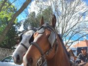 Hùsvéti Mulatság a Gòlyás Házban…