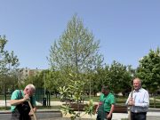 Két fát ültetett április 22-én Szabó Zoltán Ferenc polgármester a Városellátó ké…