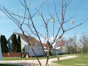 Tojásfa a Berekben…