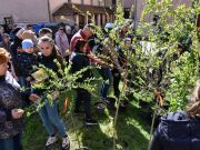 Új élet, új gyökerek – fácskák az újszülötteknek Szentesen…