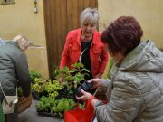 Folytatódott a Nagymamák tavasza…