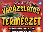 Mindenkit szeretettel várunk a tarantula expo és hüllő kiállításra!…