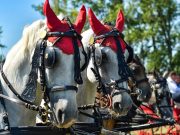 A hétvégén folytatódik egy nagy hagyományokkal bíró, országosan elismert fogatha…