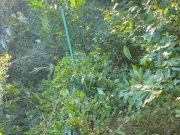 Kertészek küzdelme az autós nemtörődömséggel…