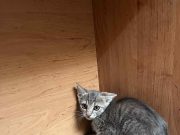 Találtunk egy kiscicát a Művelődési és Ifjùsági Ház előtt. Nem hiányzik valakine…