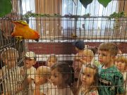 Díszmadár-kiállítás Szentesen…