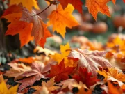 Szentesi Művelődési Központ megváltoztatta a borítóképét….