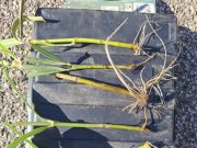 A HSZC Sz̳e̳n̳t̳e̳s̳i̳ Zs̳o̳l̳d̳o̳s̳ Fe̳r̳e̳n̳c̳ Te̳c̳h̳n̳i̳k̳u̳m̳ h̳ír̳e̳i̳…