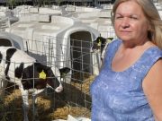 Családi munka a tehenészetben…