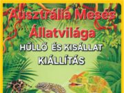 SZENTES ÉRKEZIK A DZSUNGEL!…