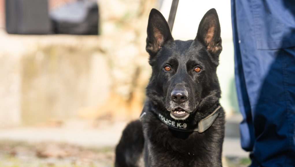 Ahol a kutya jelez, ott jövünk mi!…