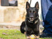 Ahol a kutya jelez, ott jövünk mi!…