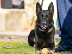 Ahol a kutya jelez, ott jövünk mi!…