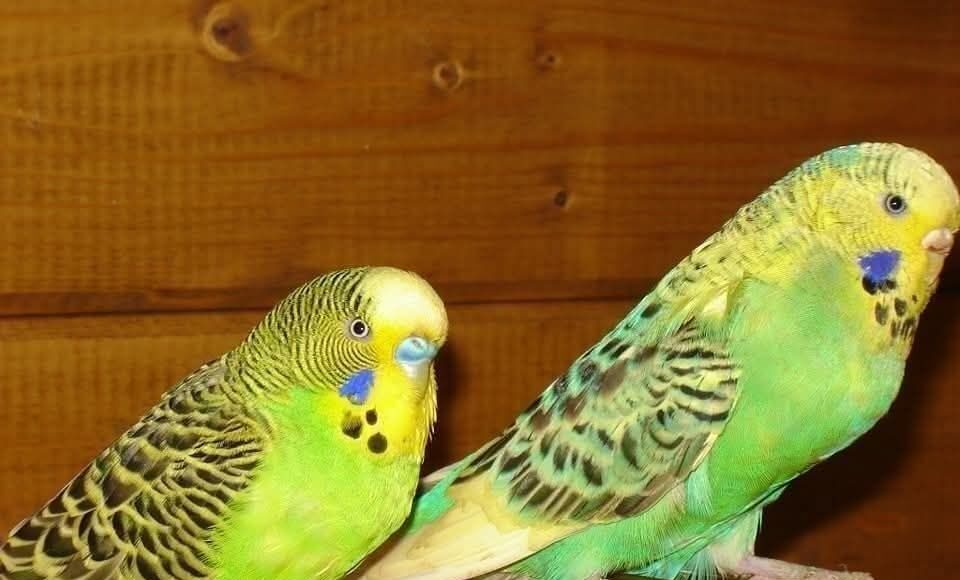 Díszmadár Börze Szentesen!…