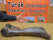 Gyapjas mamut csontjára bukkantak a Tiszában…