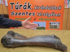 Gyapjas mamut csontjára bukkantak a Tiszában…